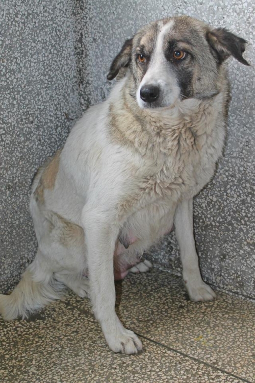 მეტისი ბელა