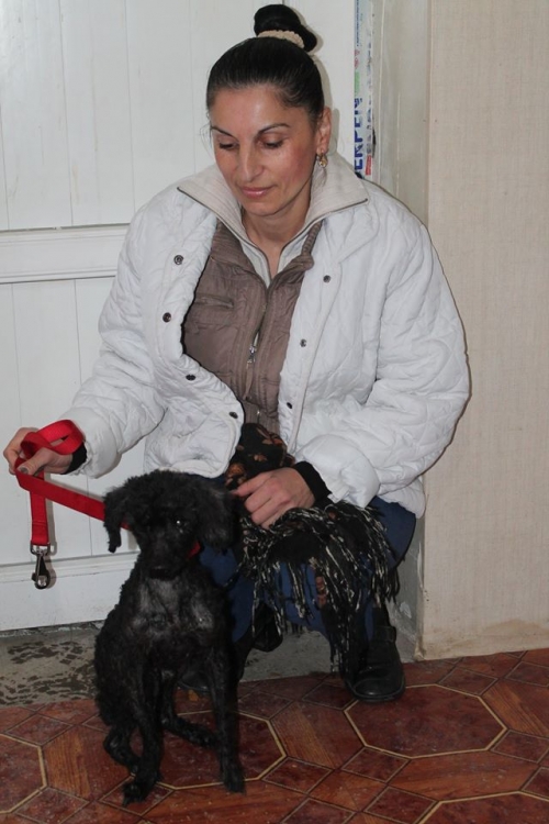 პუდელი ნოკი