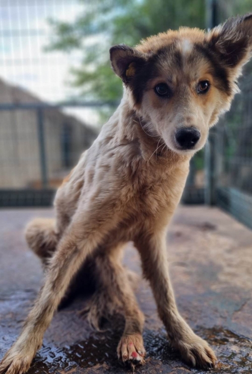 მეტისი ნაპოვნია ლისის ტბაზე