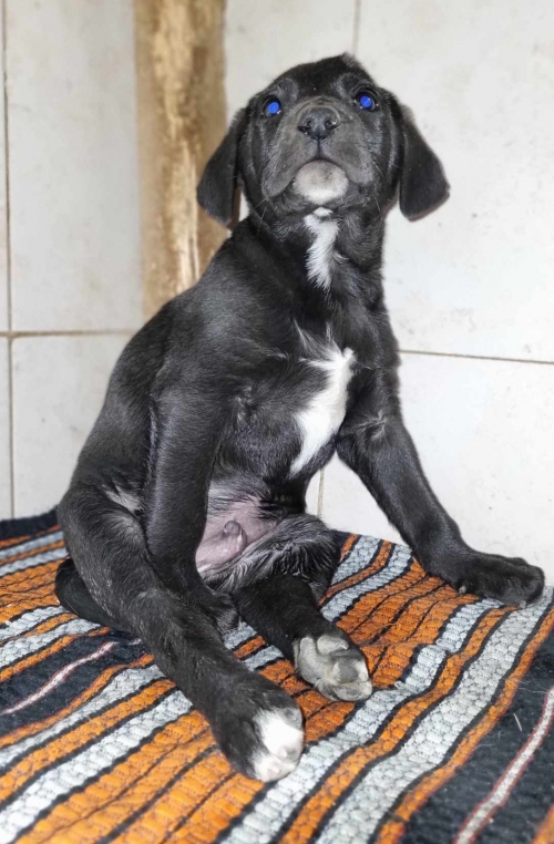 მეტისი ევგენი ხარაძეს 39