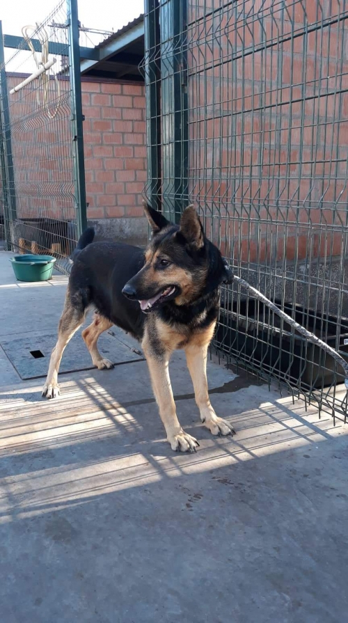 გერმანული ნაგაზი უსახელო