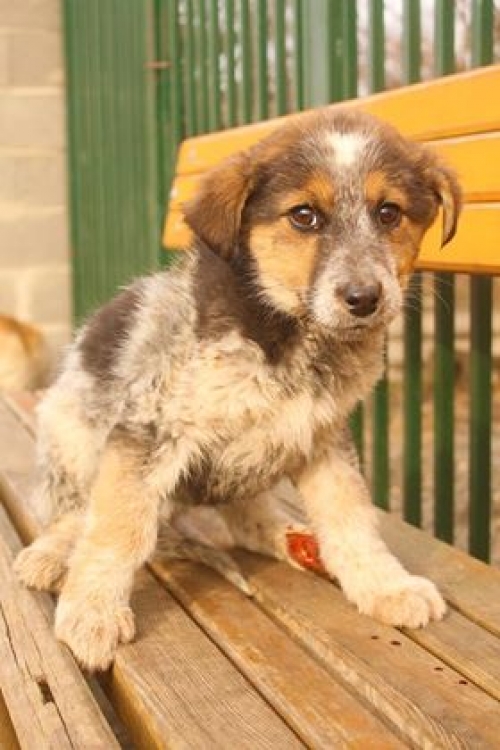 მეტისი უსახელო