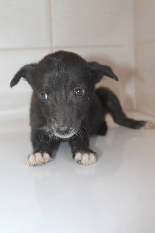 მეტისი უსახელო