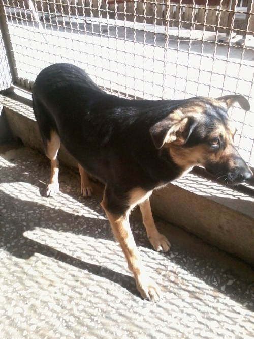 ქართული ქოფაკი ლესი