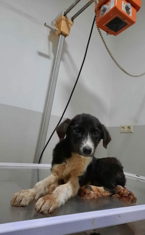 მეტისი სიღნაღი