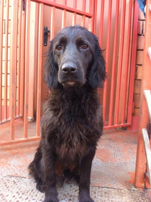 სპანიელის მეტისი უსახელო