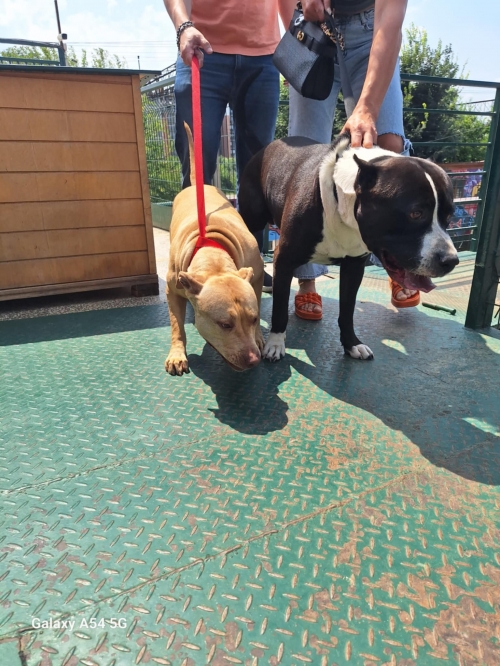 პიტი ბუჩო და ჯესი,, დატოვეს დროებით