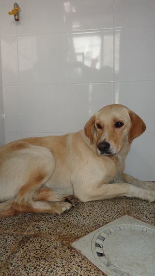 ლაბრადორი ჯენი