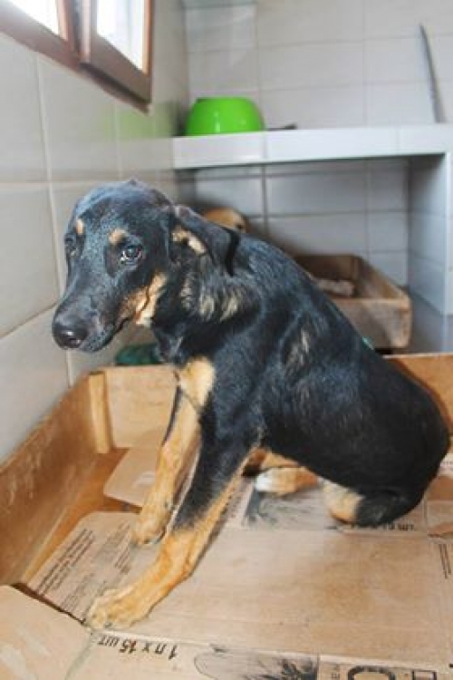 მეტისი უსახელო