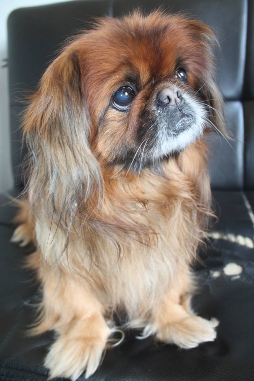 პეკინესი უსახელო