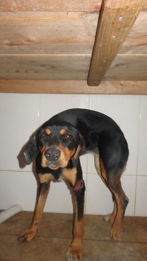 მეტისი უსახელო