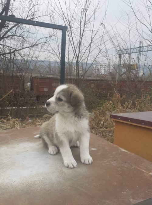 მეტისი უსახელო