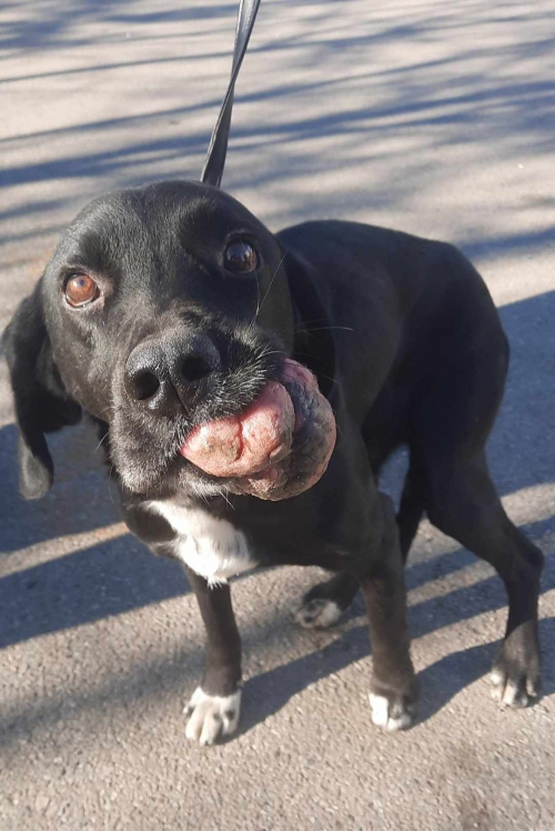 მეტისი ზესტაფონი