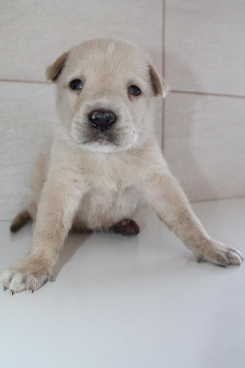 მეტისი უსახელო