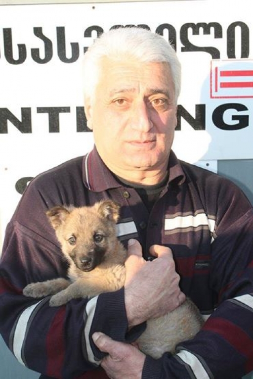 მეტისი ჯინა