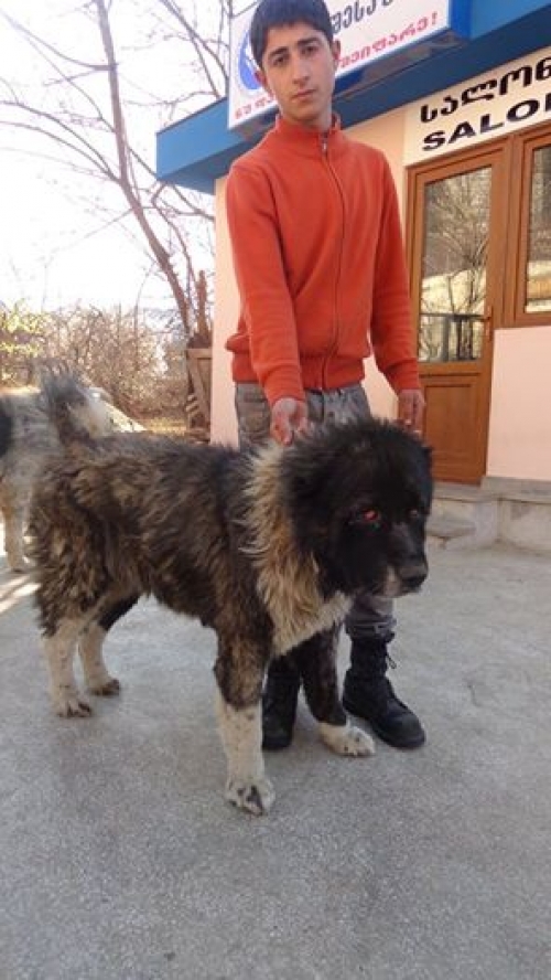 ქართული ნაგაზი სამბა