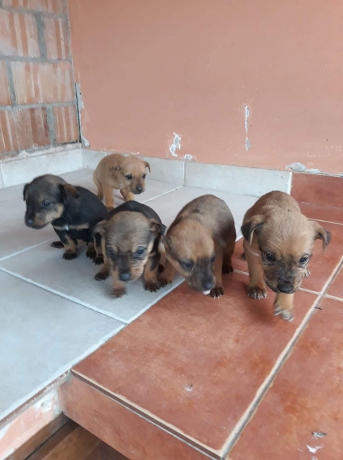 ჯეკ რასელის მეტისი უსახელო