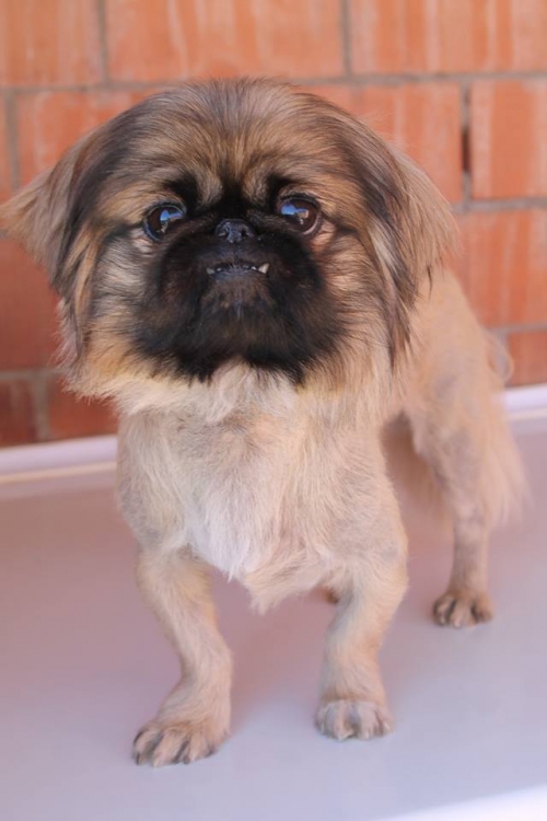 პეკინესი ბობო