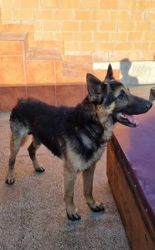 გერმანული ნაგაზი საგურამოს პოკიციის ტერიტირიიდან მოიყვანეს