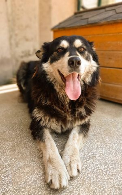 ლაიკა იუსტიციის სახლი