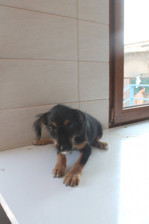 ბალონკა უსახელო