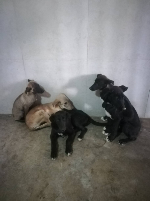 მეტისი ლოტკინიდან წეროვნის 182 129 საჯარო სკოლიდან