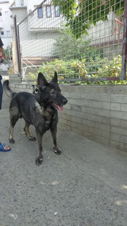 გერმანული ნაგაზი ბაქსი