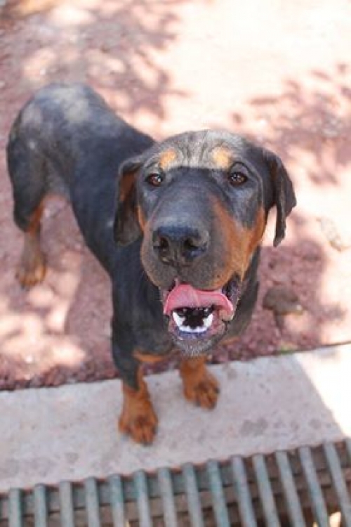 მეტისი უსახელო