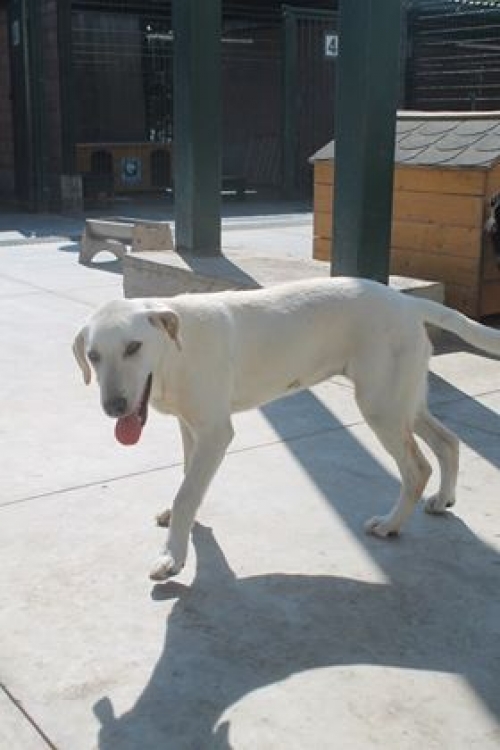 მეტისი უსახელო