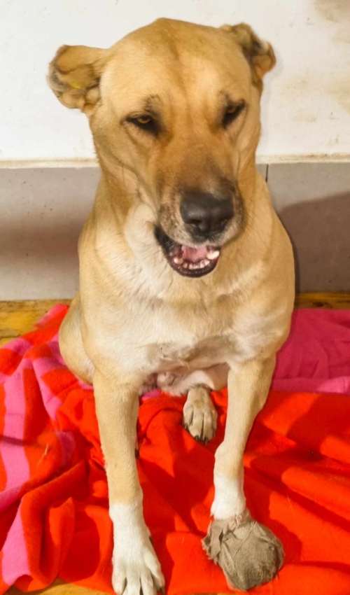 ქართული ქოფაკი ჰიპერმარკეტ დომინო ,, ბომბორა,,