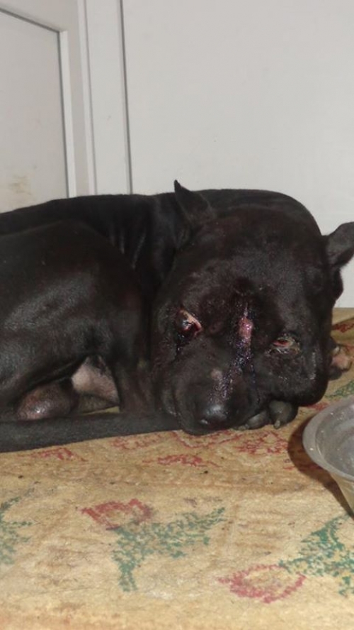 სტაფი უსახელო