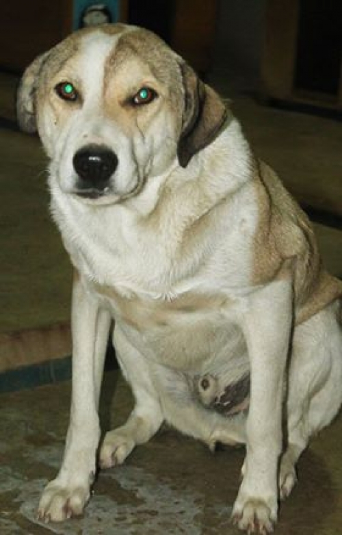 მეტისი უსახელო