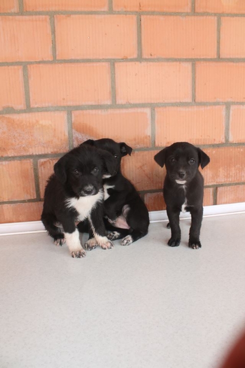 მეტისის ლეკვები უსახელო