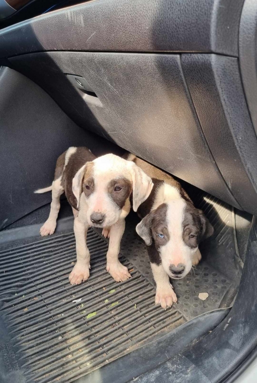 მეტისი ნაპოვნია ბურიანის ტყეში