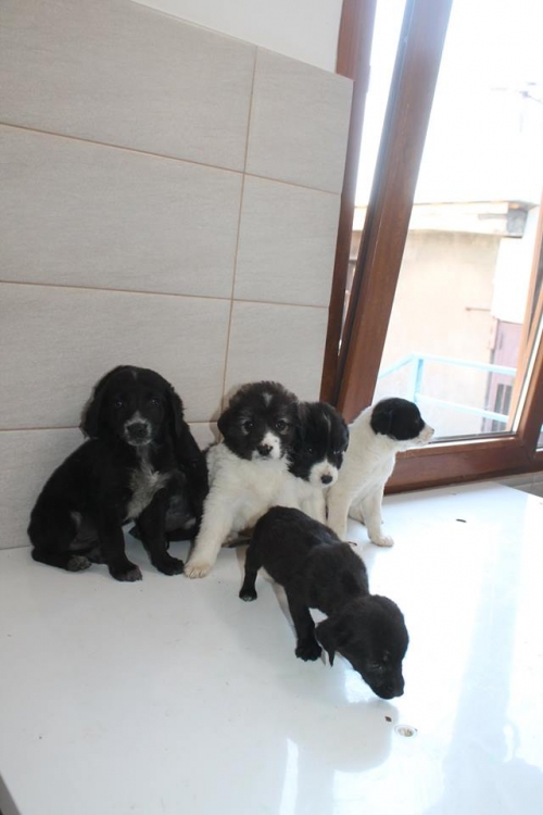 მეტისის ლეკვები უსახელო