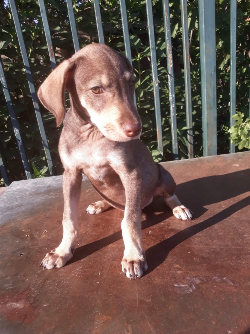 მეტისი უსახელო