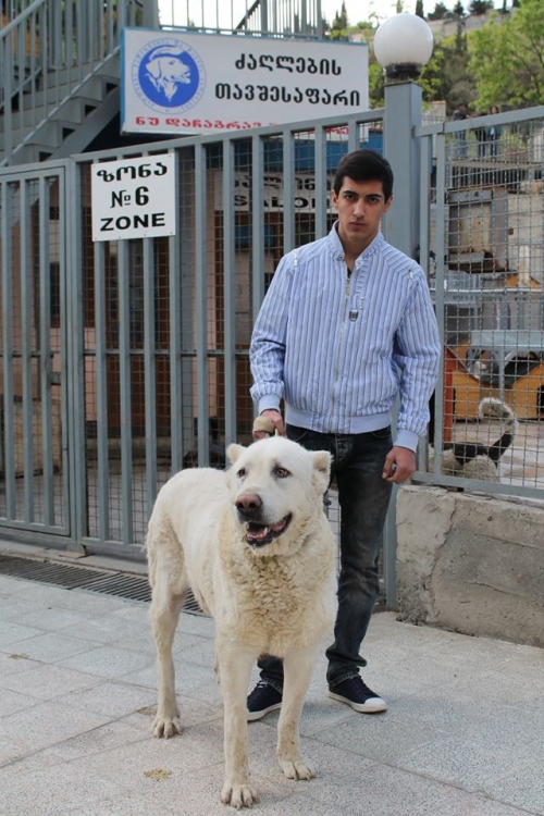 ქართული ნაგაზი ჯინა