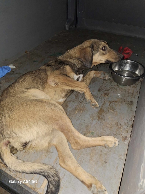 მეტისი თელავი