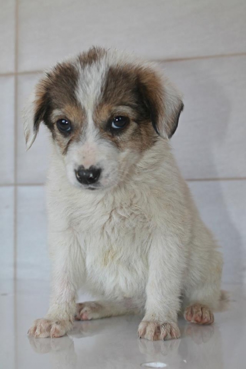 მეტისი უსახელო