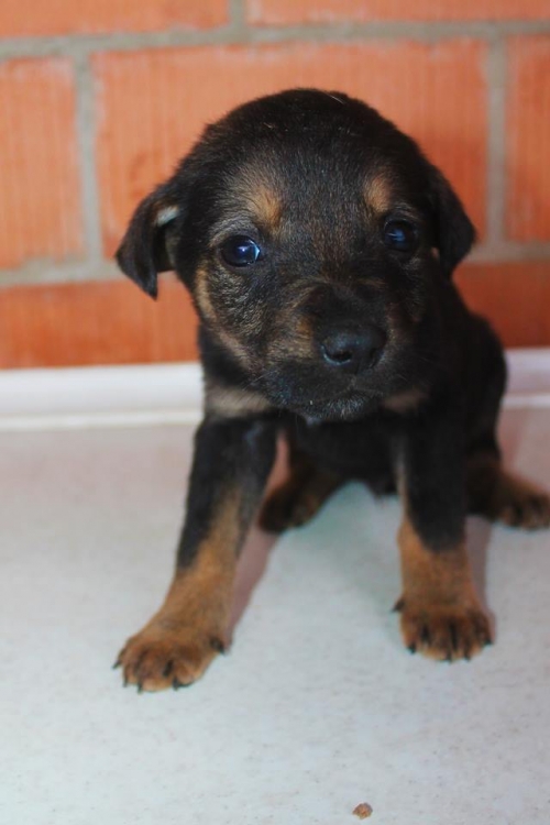 მეტისი უსახელო