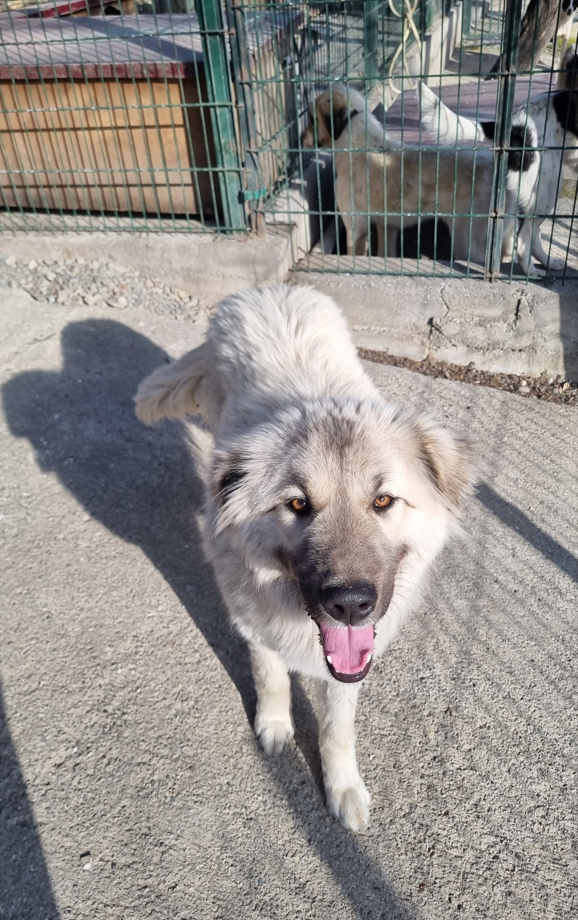 მეტისი. გორის თავშესაფარი