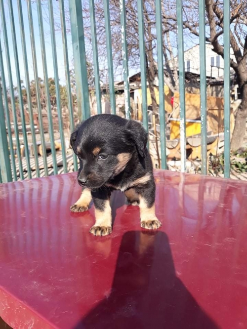 მეტისი უსახელო