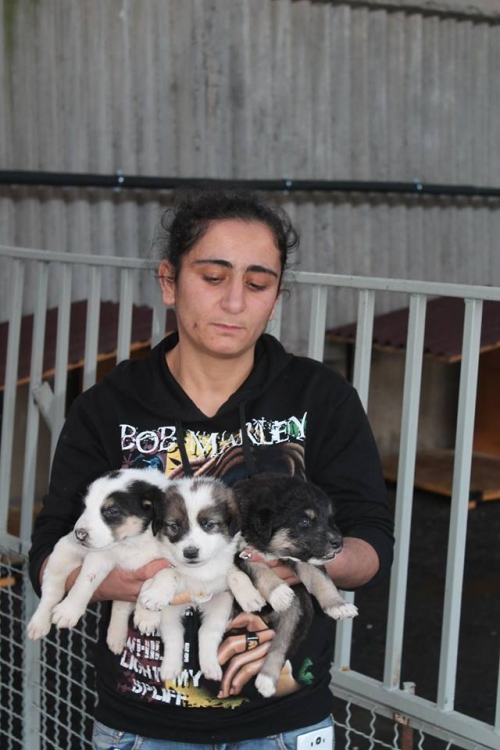 ქართული ქოფაკი უსახელო