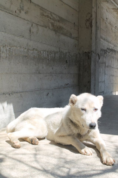 ქართული ქოფაკი უსახელო