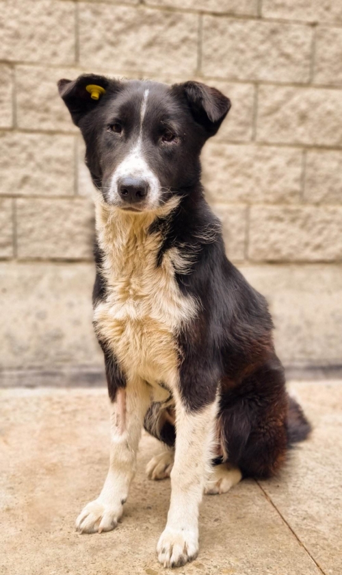 მეტისი ვარკეთილის მე 3 მასივი