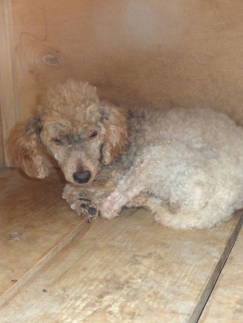 პუდელი უსახელო