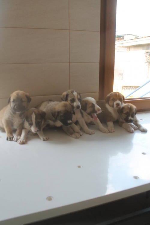 მეტისის ლეკვები უსახელო