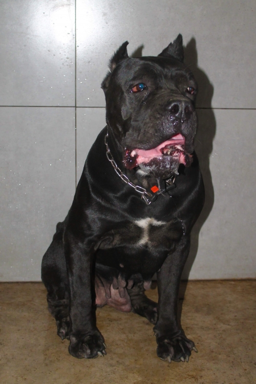 კანე კორსო ბონი