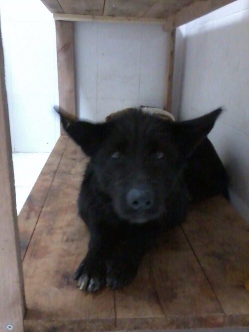 მეტისი ჩორნა