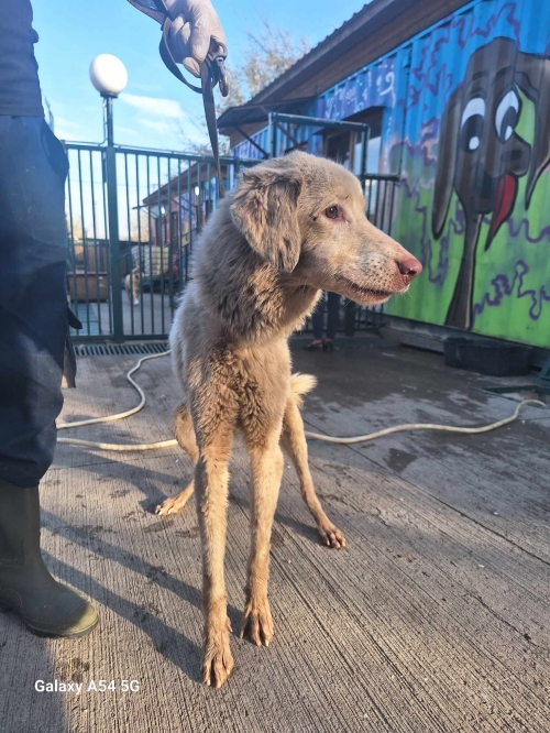 მეტისი გადმოყვანილია მუნიციპალური თავშესაფრიდან. ქინძმარაულის ქუჩის ძაღლია